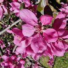 Rosa Apfelblüten