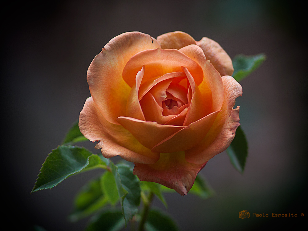 rosa ...arancio 