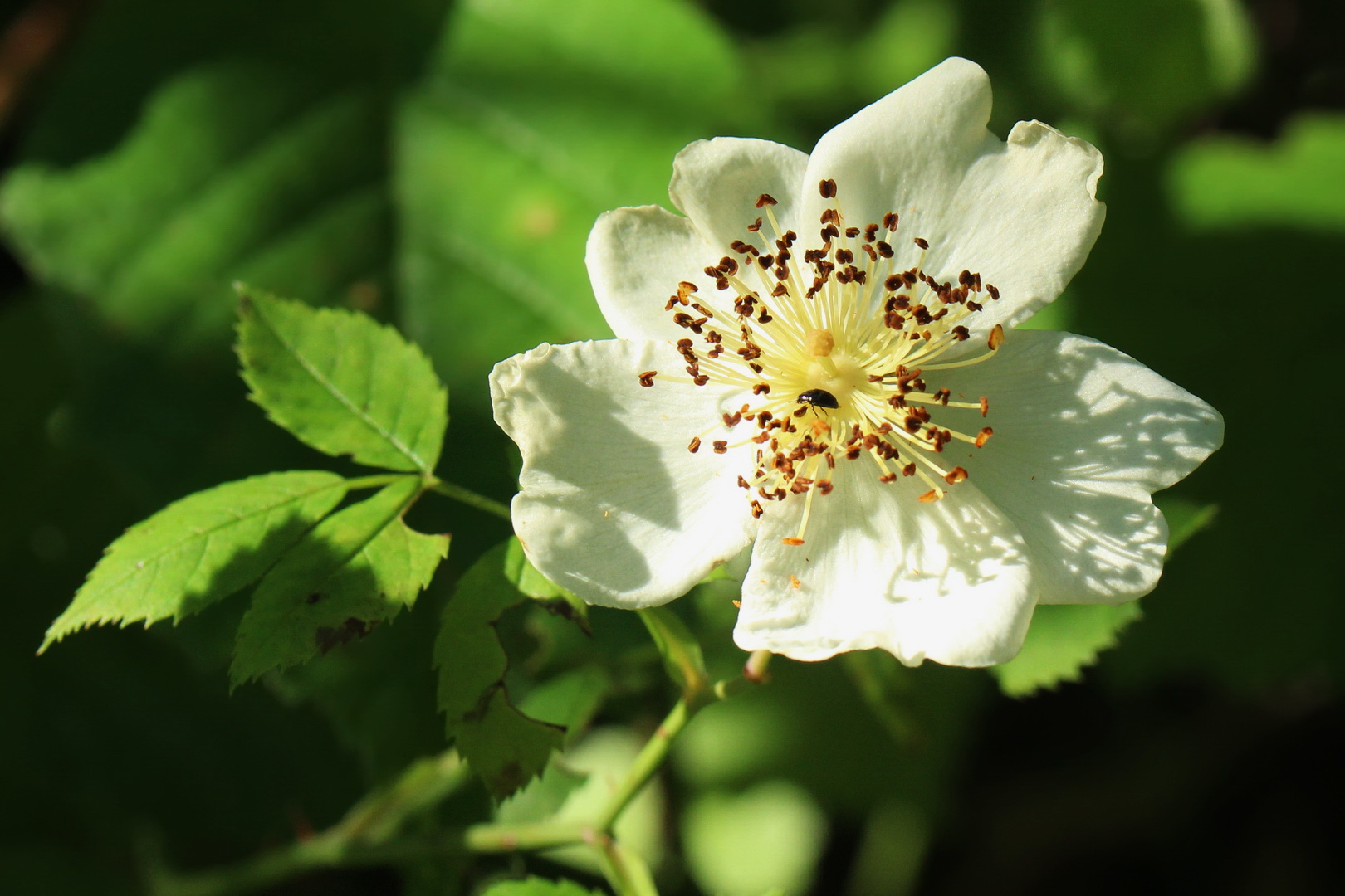 Rosa arvensis