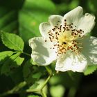 Rosa arvensis