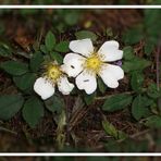 Rosa arvensis, die Kriechende Rose