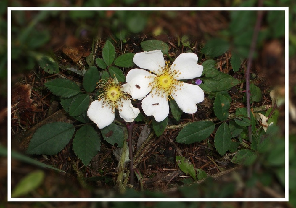 Rosa arvensis, die Kriechende Rose