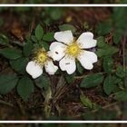 Rosa arvensis, die Kriechende Rose