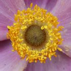 Rosa Arvensis Macro - Field Rose