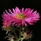 Rosa Aster