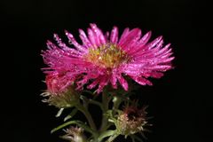 Rosa Aster