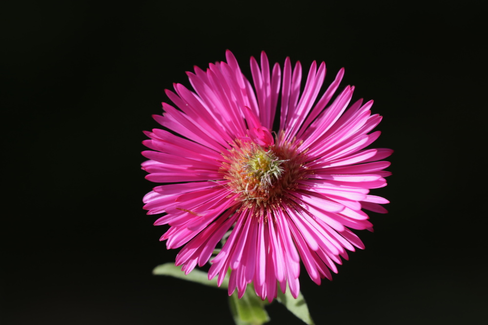 Rosa Aster