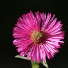 Rosa Aster