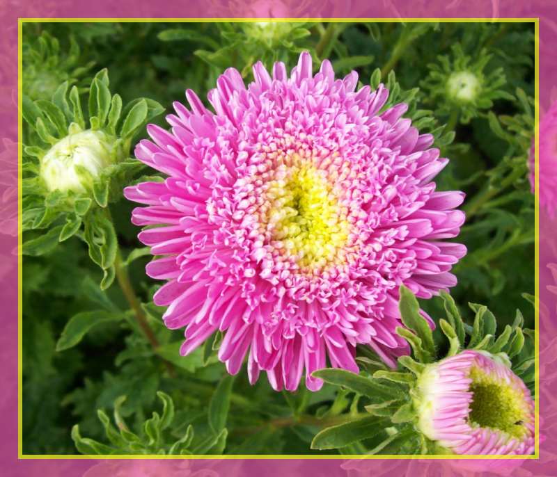 Rosa Aster