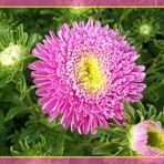 Rosa Aster