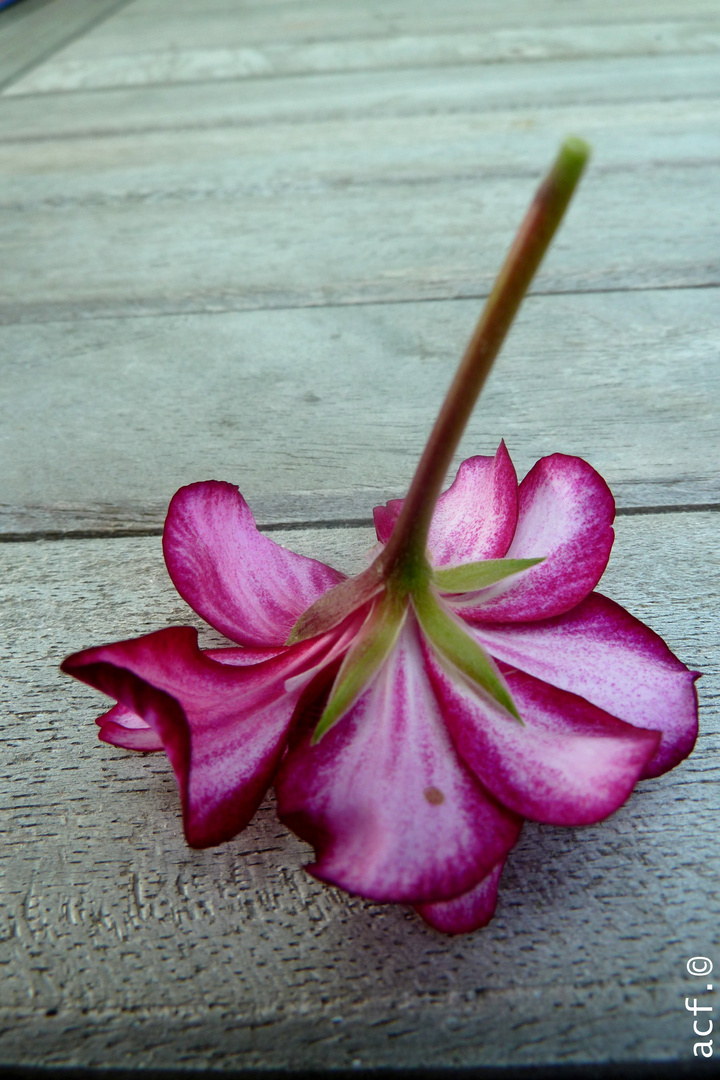 rosa auf grau.