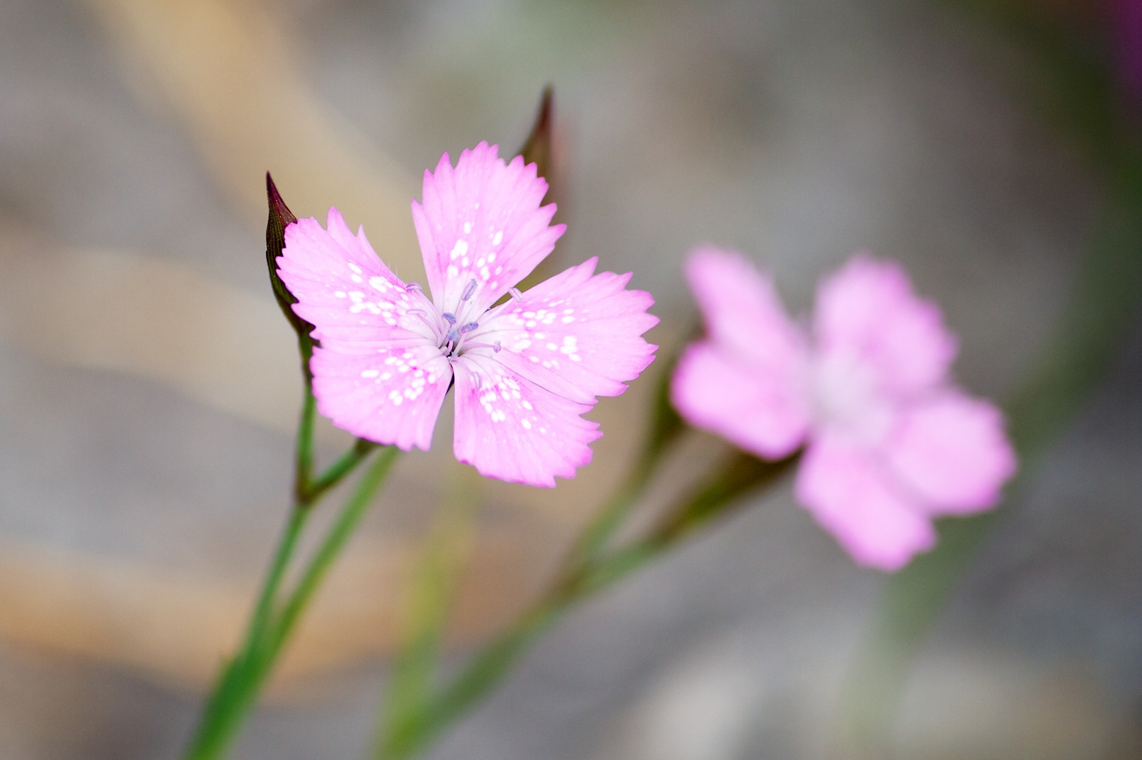 Rosa auf grau