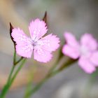 Rosa auf grau