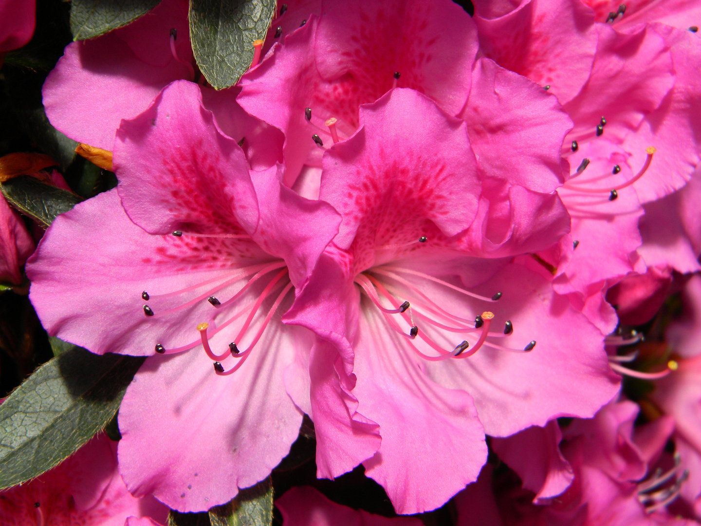 Rosa Azaleen Foto & Bild natur, rosa, pflanzen Bilder auf