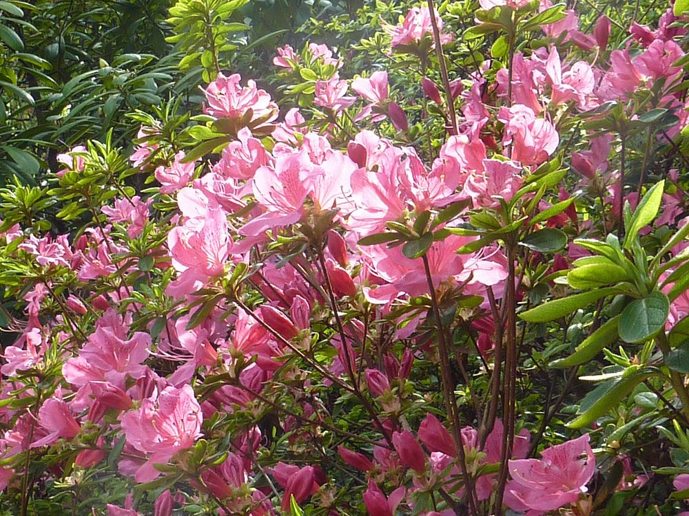 rosa Azaleen in der Sonne