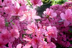 rosa Azaleenbusch in Sonne