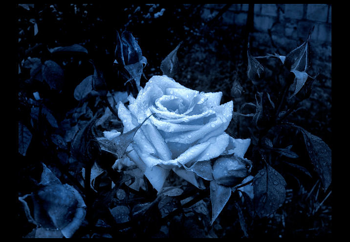 Rosa Azul