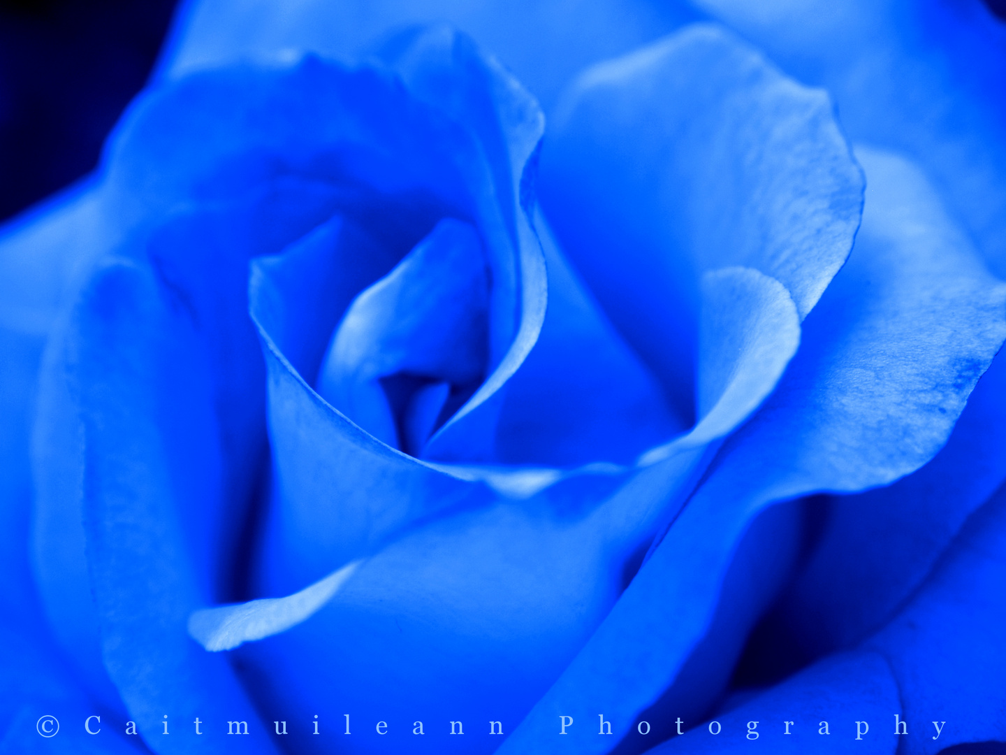 Rosa azul