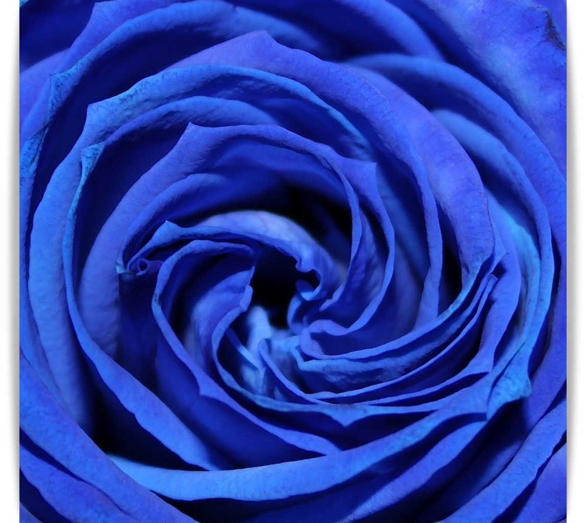 Rosa azul