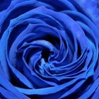 Rosa azul