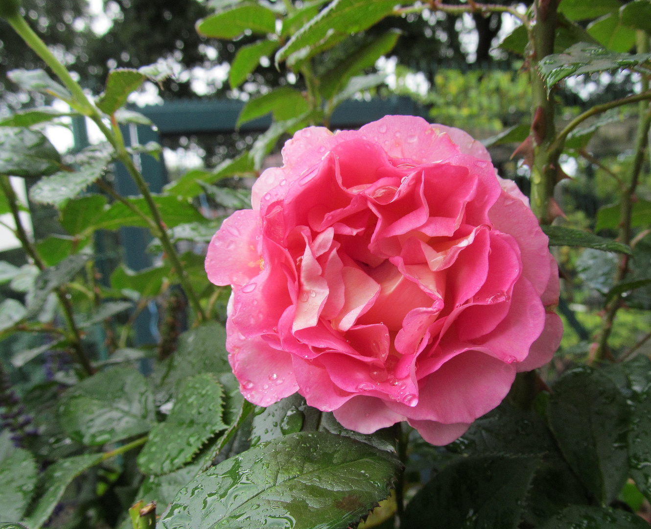 Rosa 