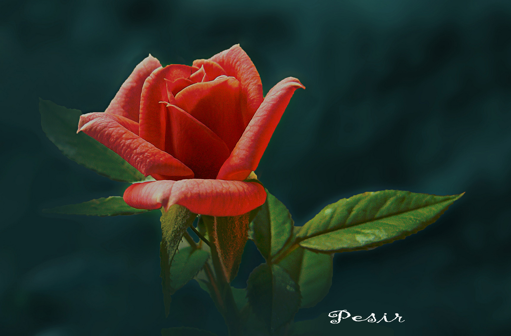 ROSA