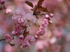 Rosa Bäume.....