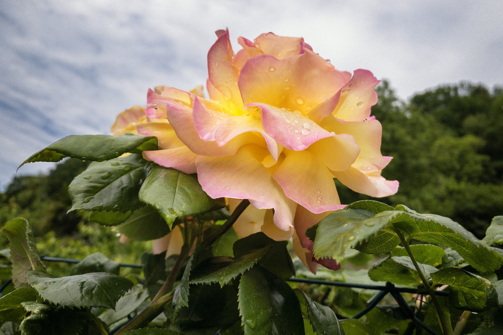 Rosa bagnata