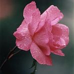 rosa bagnata