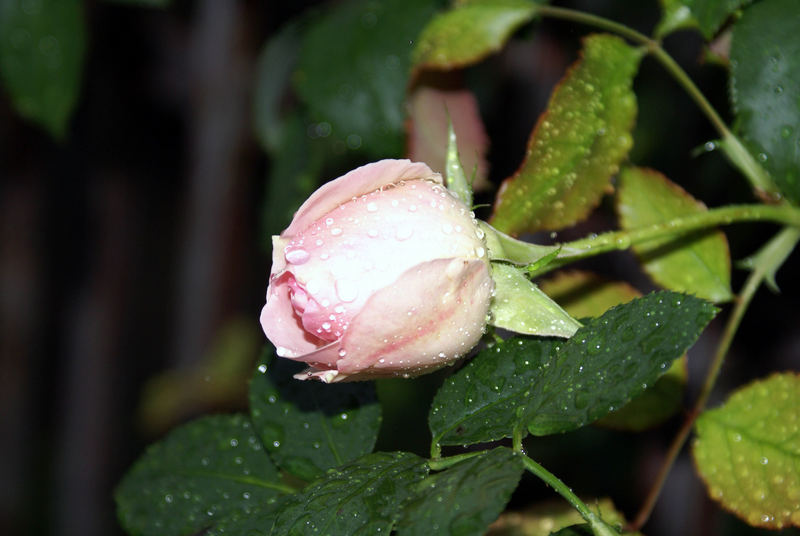 rosa bagnata