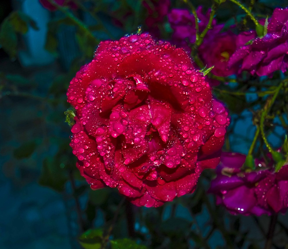 Rosa bajo la lluvia