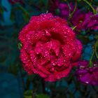 Rosa bajo la lluvia