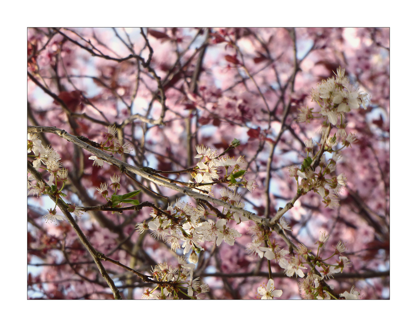 Rosa Baum hinter weißen Blüten