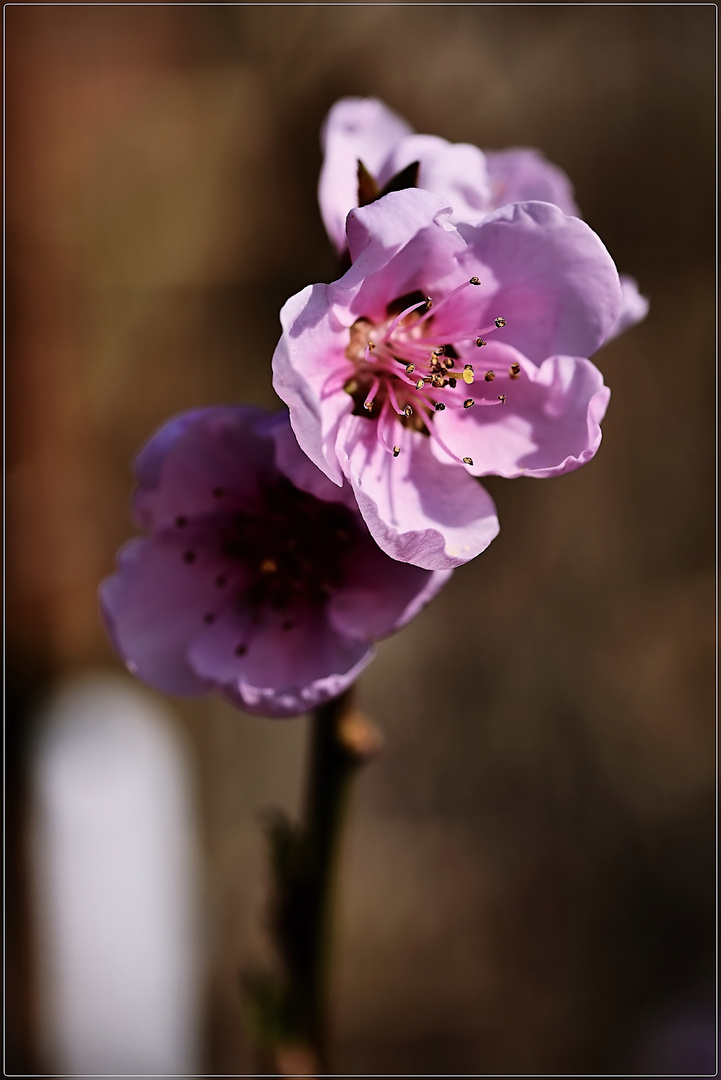 rosa Baumblüte