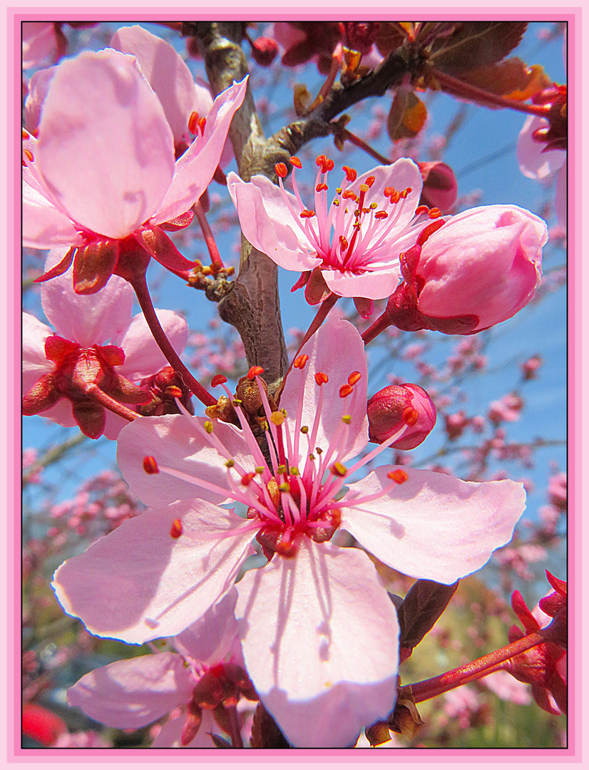 Rosa Baumblüten