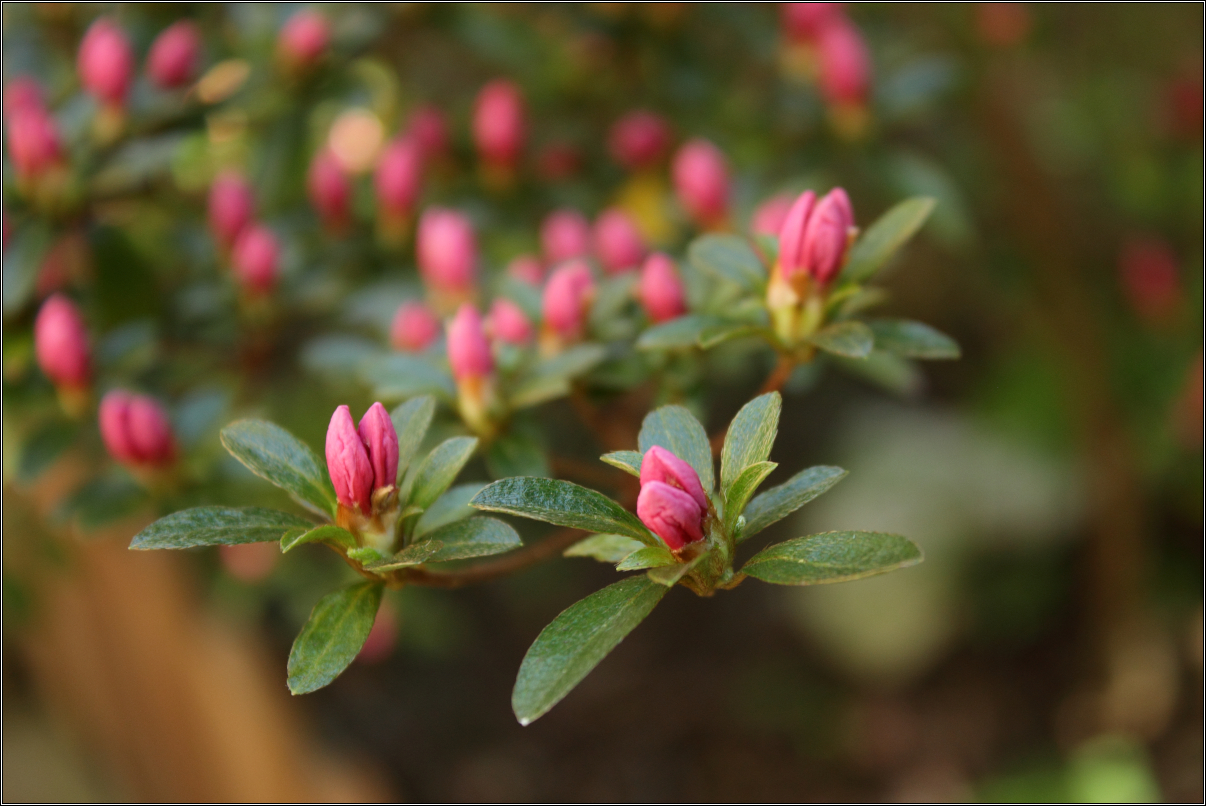 Rosa Baumchiccoree