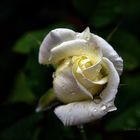 Rosa  bianca