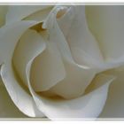 Rosa bianca
