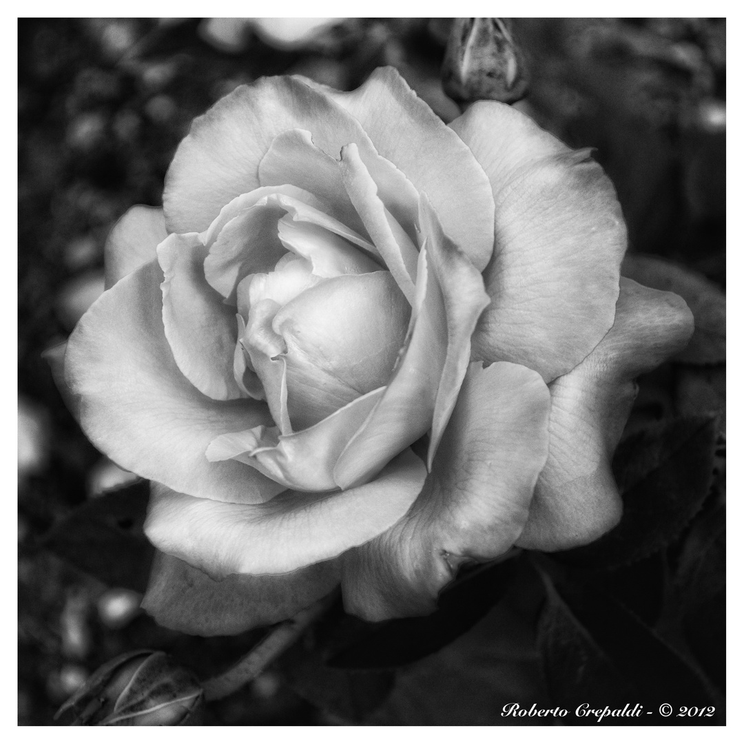 Rosa Bianco E Nero Foto Immagini Piante Fiori E Funghi