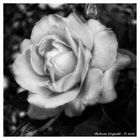 Rosa bianco e nero