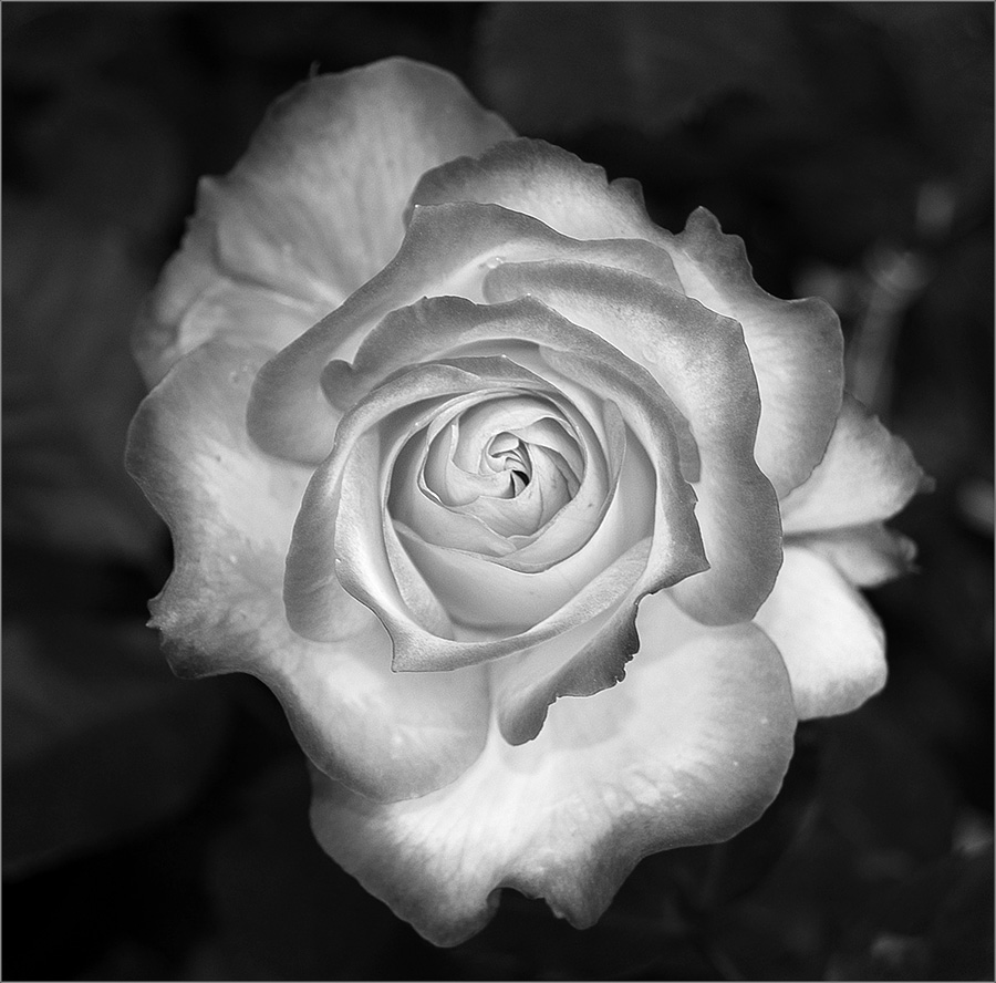 rosa-bianco-nero