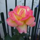 rosa bicolor