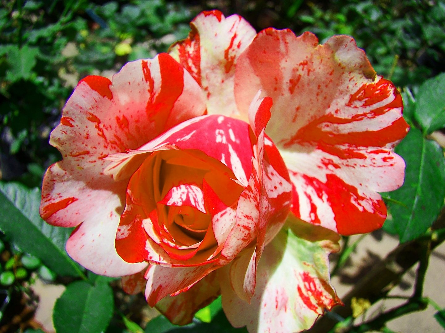 Rosa Bicolor