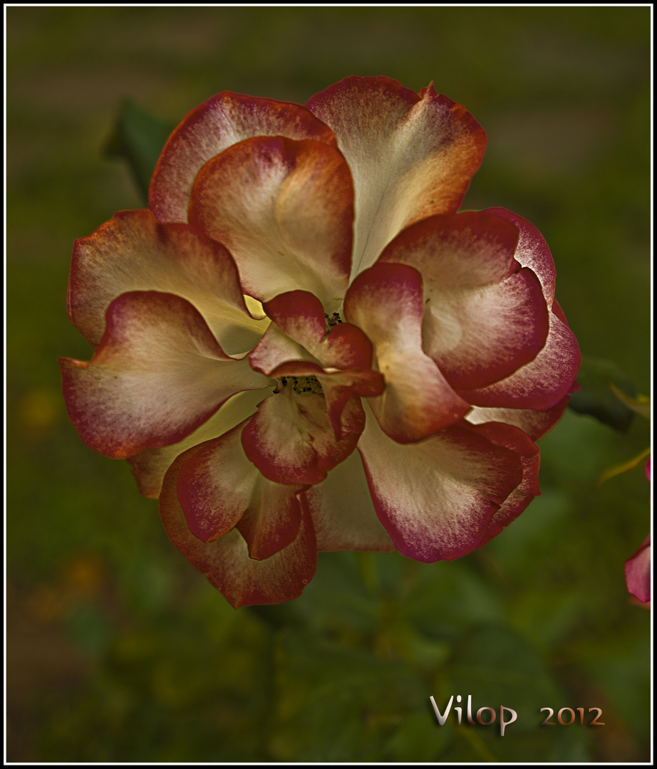 ROSA BICOLOR