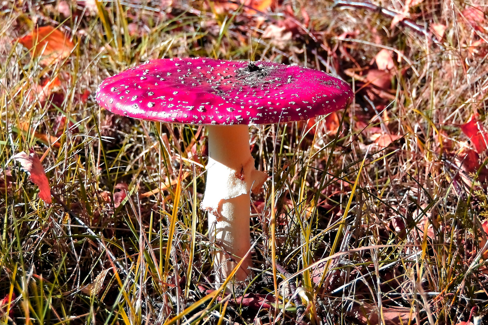 Rosa, bin ich jetzt auch noch ungeniesbar ??????