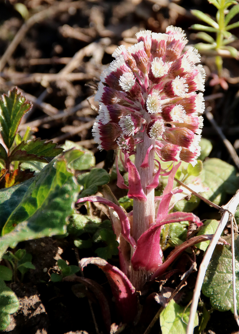 Rosa Bioklobürste