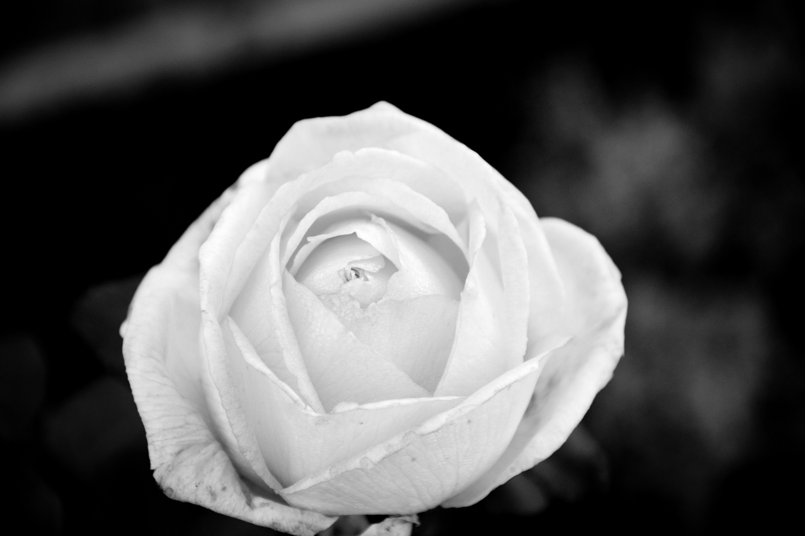 rosa black and white