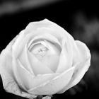 rosa black and white