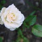 rosa blanca