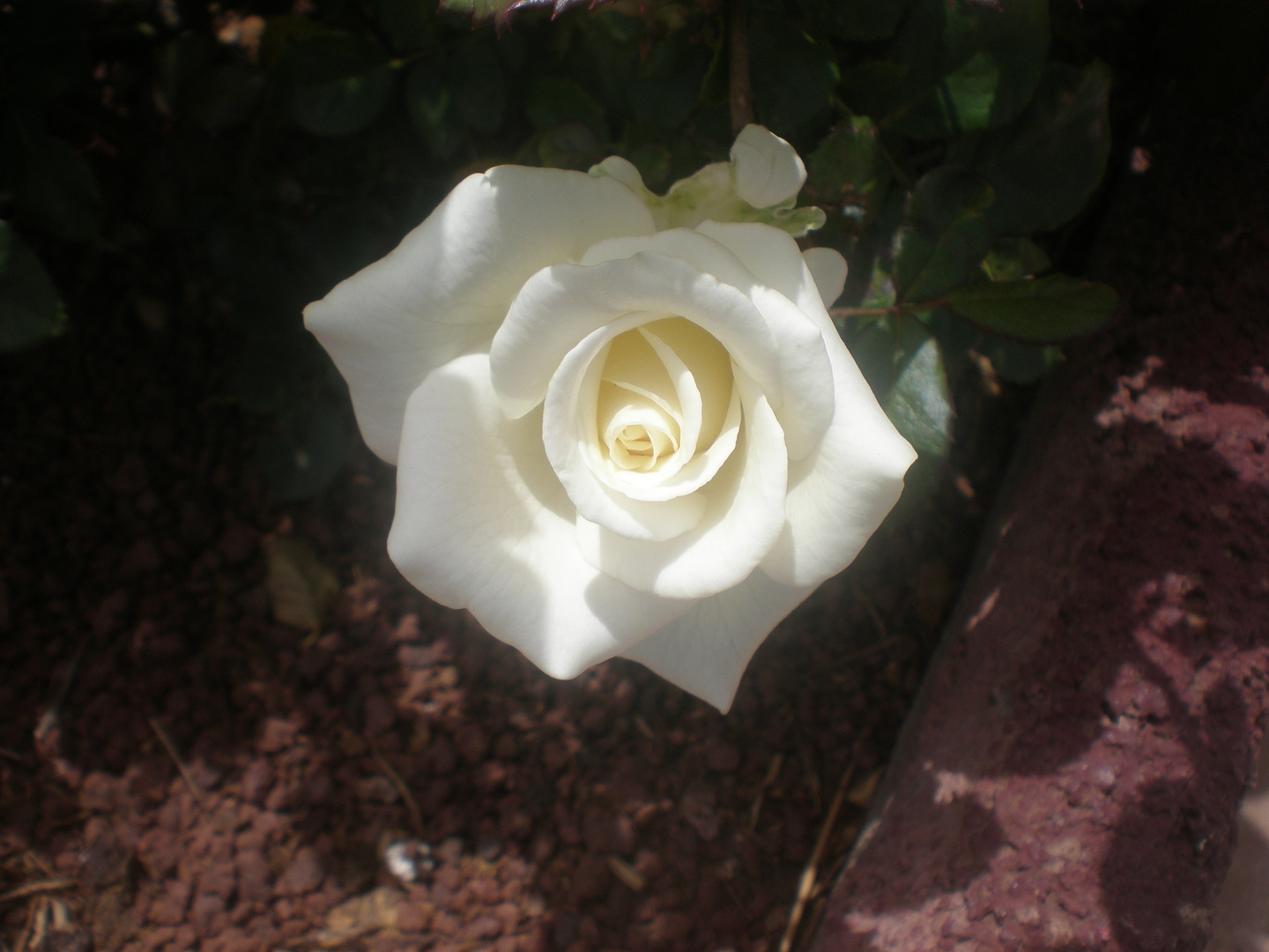 Rosa blanca